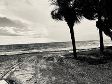 Load image into Gallery viewer, Palm Breeze