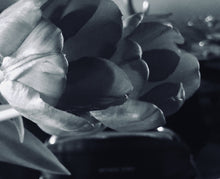 Load image into Gallery viewer, Morning Flower