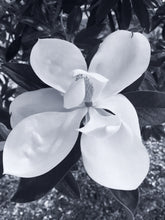 Load image into Gallery viewer, Robin FLower